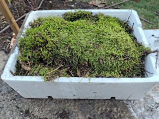Live flat moss (box)