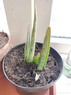 Aloe vera