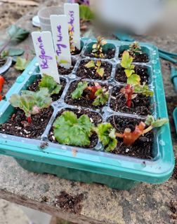 Barberry 'Sunsation' (cuttings)