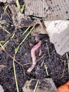 Earthworm Jim
