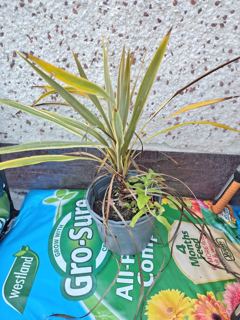 Variegated cordyline (2 of 2)