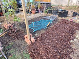 The veg bed