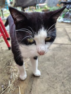 Zorro