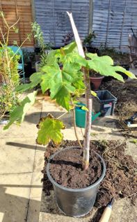 Sycamore