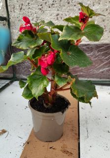 Begonia (likely Elatior type)