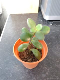 Jade plant cuttings (x4)