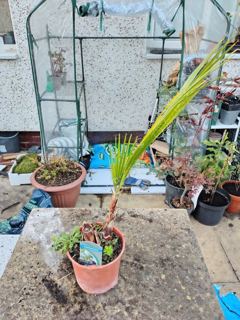 Washingtonia palm