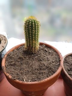 Yellow-spined columnar cactus