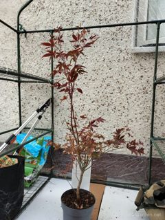 Japanese maple 'Atropurpureum'