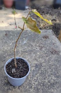 Maple-like seedling (ID tbc)