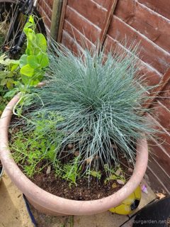 Blue fescue