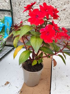 New Guinea impatiens (likely)