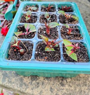 New Guinea impatiens (cuttings)
