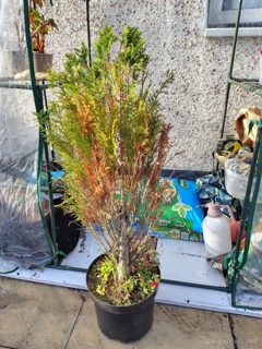 Thuja