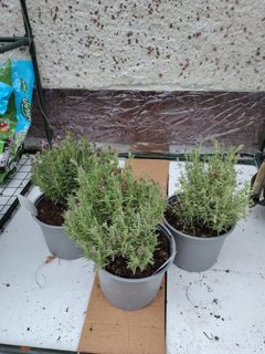 French lavender 'Bandera Purple' (x3)