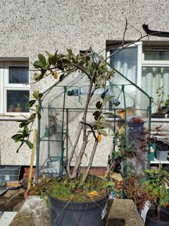 Late cotoneaster (likely)