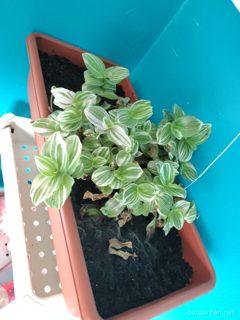 Tradescantia (variegated)