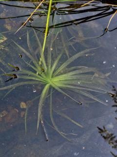 Water soldiers