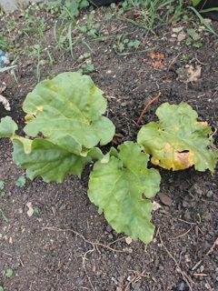 Rhubarb