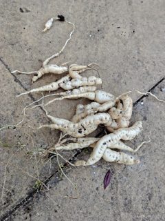 Cucamelon (tubers)